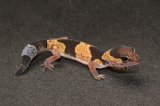 2025 C. B. African Fat Tail Gecko (#5101-U)