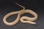 2023 C. B. Jelly Florida King Snake (#2219-F)