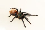2025 C. B. Green Bottle Blue Tarantula (#8315-U)