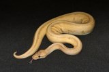 2026 C. B. Banana Genetic Stripe Ball Python (#7513-M)