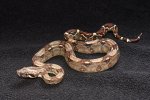 2023 C. B. Colombian Red Tail Boa (#2205-M)