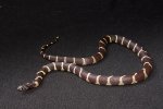2023 C. B. Lavender Hypermel California King Snake (#2206-F)