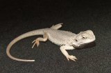 2026 C. B. Zero Bearded Dragons (#9209-U)