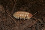 armadillidum sordidum (#6205-U) armadillidum sordidum (#6205-U)
