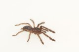 2026 C. B. Singapore Blue Tarantula (#8309-U)