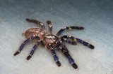 2026 C. B. Gooty Sapphire Ornamental Tarantula (#7508-U)
