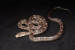 2023 C. B. Texas Rat Snake (#2223-F)