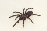 2025 C. B. Brazilian Blue Tarantula (#8313-U)