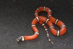 2023 C. B. Cosala Sinaloan Milk Snake (#9506-F)