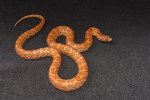 2023 C. B. Hypo Florida King Snake (#2222-M)