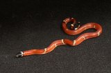 2026 C. B. Vanishing Pattern Sinaloan Milk Snake (#9511-M)
