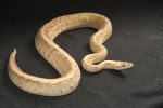 2022 C. B. Super Pastel Pinstripe Ball Python (#9111-M) 2022 C. B. Super Pastel Pinstripe Ball Python (#9111-M)