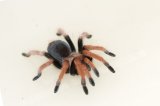 2025 C. B. Mexican Blood Leg Tarantula (#8311-U)