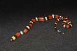 2025 C. B. Tri-color Pueblan Milk Snake (#5202-M)