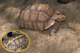 2005 C. B. Sulcata Tortoise (#9416-M)