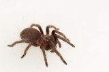 2026 C. B. Mexican Red Rump Tarantula (#8314-U)