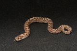 2026 C. B. Western Hognose Snake (#4503-F)