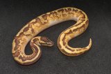 2026 C. B. Or.Drm YellowBelly Leopard Pied BallPython (#3408-F)