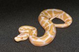 2025 C. B. Albino Ball Python (#5215-M)