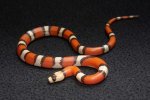 2022 C. B. Hypo Tri-Color Honduran Milk Snake (#2402-F)