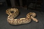 2022 C. B. Lesser Ball Python (#9105-F) 2022 C. B. Lesser Ball Python (#9105-F)