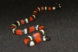 2025 C. B. Pueblan Milk Snake (#5201-F)
