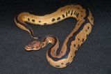 2026 C. B. Yellow Belly Leopard Clown Ball Python (#7510-M)