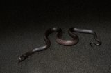 2025 C. B. Mexican Black King Snake (#4506-F)