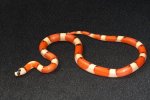 2022 C. B. Hypo Honduran Milk Snake (#5201-M)