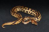 2026 C. B. Yellow Belly Batman Ball Python (#7511-M)