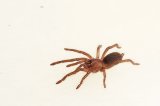 2026 C. B. Javan Yellow Knee Tarantula (#8308-U)
