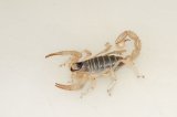 LTC Giant Desert Hairy Scorpion (#8321-U)