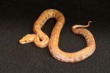 2026 C. B. Albino Burmese Python (#10309-M)