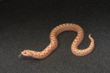 2026 C. B. Albino Western Hognose Snake (#4501-F)