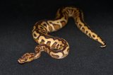 2026 C. B. Yellow Belly Super Spotnose Ball Python (#7512-M)