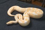 2019 C. B. Albino Ball Python (#10408-M) 2019 C. B. Albino Ball Python (#10408-M)