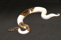 2025 C. B. Pied Ball Python (#5110-M)