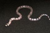2026 C. B. Ghost Honduran Milk Snake (#9502-M)