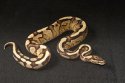 2024 C. B. Orange Dream Gravel Ball Python (#4108-M)