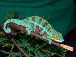Ambanja Panther Chameleon (#11302-M)