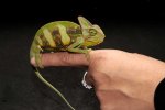 Veiled Chameleons (#3202-MF)
