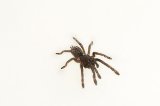 2026 C. B. Thai Zebra Tarantula (#8306-U)