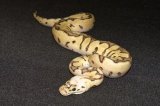 2025 C. B. Bumble Bee Clown Ball Python (#5214-M)