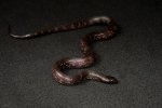 2022 C. B. Lavender Hypomelanistic California King Snake (#12312