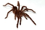Goliath Bird Eater Tarantulas (#1302-U )