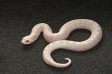 2026 C.B. Yeti Snow Conda Hognose (#3309-F)