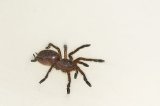 2026 C. B. Golden Blue Leg Baboon Tarantula (#8304-U)