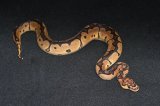 2026 C. B. Clown Ball Python (#7509-M)