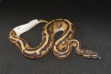 2025 C.B. Pied Ball Python (#3311-F)