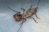 LTC Texas Giant Vinegaroon (#7506-U)